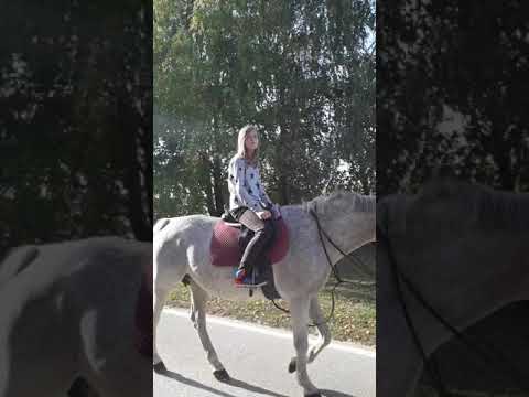 Video: Mađarska izložba konja na Puszti