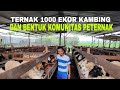 Kisah Pemuda Kembangkan Ternak Kambing Modern, Tanpa Ngarit