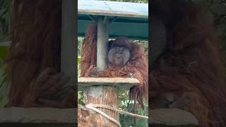 Jalan-jalan di Kebun Binatang 🦧🐘🐊🦇 #gajah #buaya #orangutan #monyet #burungelang #binturong #deo