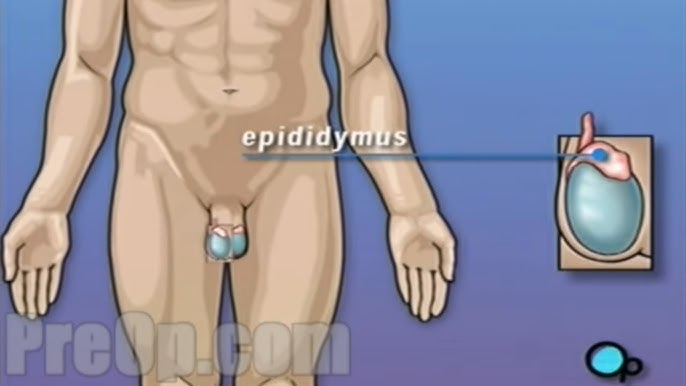 Жүкті видео домашнее әйелі минет күйеуі порно секс