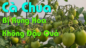 Cà Chua Bị Rụng Hoa Không Đậu Quả, Những Lỗi Hay Mắc Phải Và Cách Khắc Phục