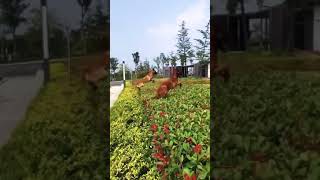 German sephard dogs training | German sephard jump #shorts