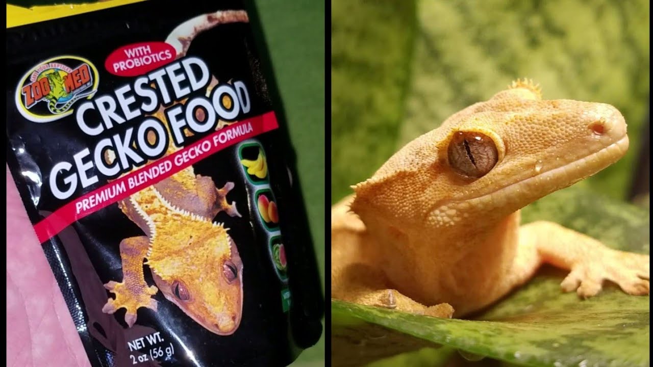 Is The New ZooMed Crested Gecko Diet Worth it? Pangea vs ZooMed vs