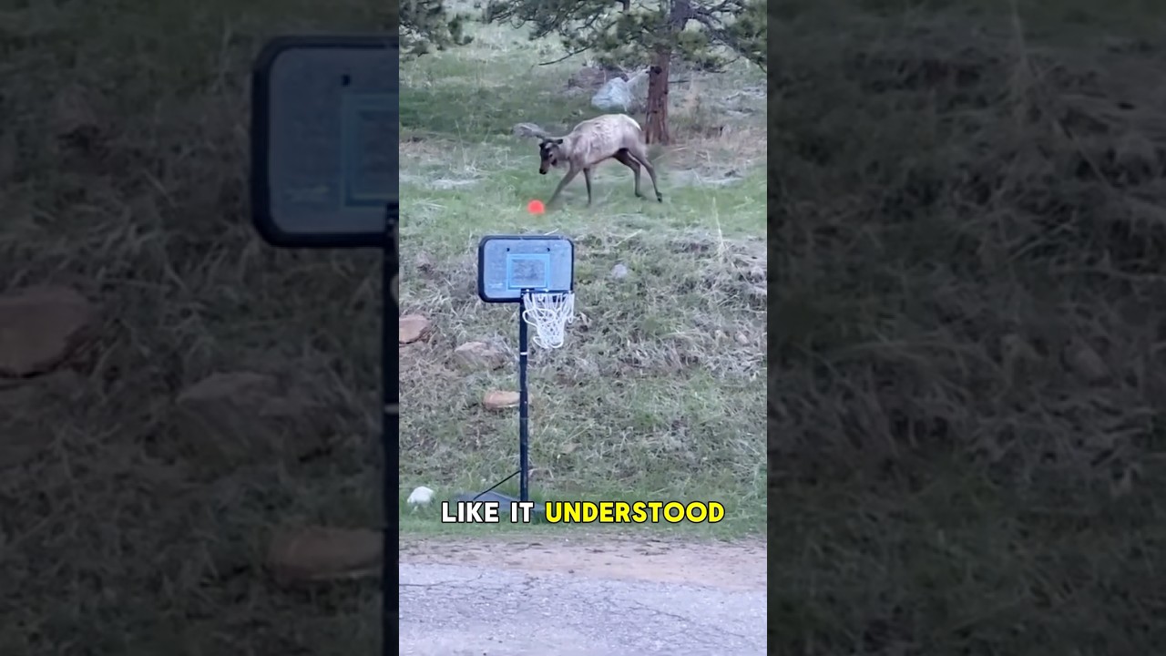 Лось присоединился к их футбольному матчу — по-настоящему! 