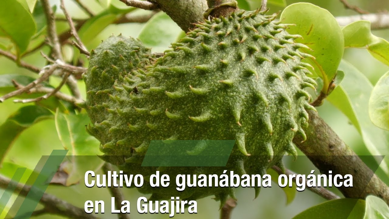 Cultivo de guanábana orgánica en La Guajira - TvAgro por Juan Gonzalo Angel Restrepo