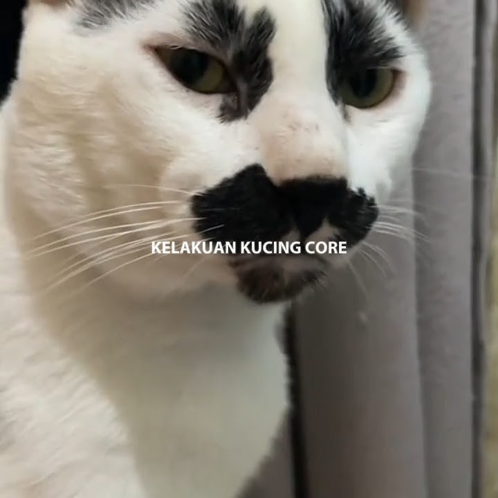Kelakuan kucing random 😂#videolucu #shorts