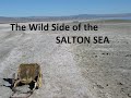 The Wild Side of the Salton Sea