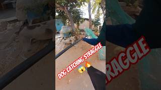 Dog Catching Straggle 😱 #shorts #shortsfeed #ytviral #ytshorts #youtubeshorts