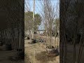 Crape myrtle trees grown in high-strength UV-resistant planting bags. #farm #nursery #growbags