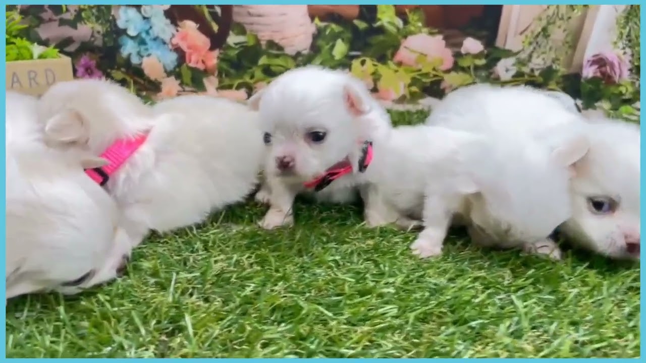 746122 チワワ（ロングコート） - YouTube