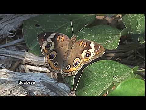 Buckeye Butterfly