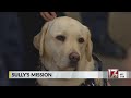 Bush's service dog, Sully, will now be trained to help wounded veterans Bush's service dog, Sully, will now be trained to help wounded veterans