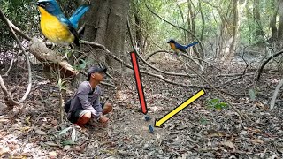 mikat burung tledekan bakau di musim kemarau