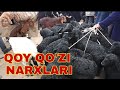 PASTDARG'OM JUMA QO'Y BOZORI QO'ZI NARXLARI ПАСТДАРГОМ ЖУМА КОЙ БОЗОРИ КЙЗИ НАРХЛАРИ