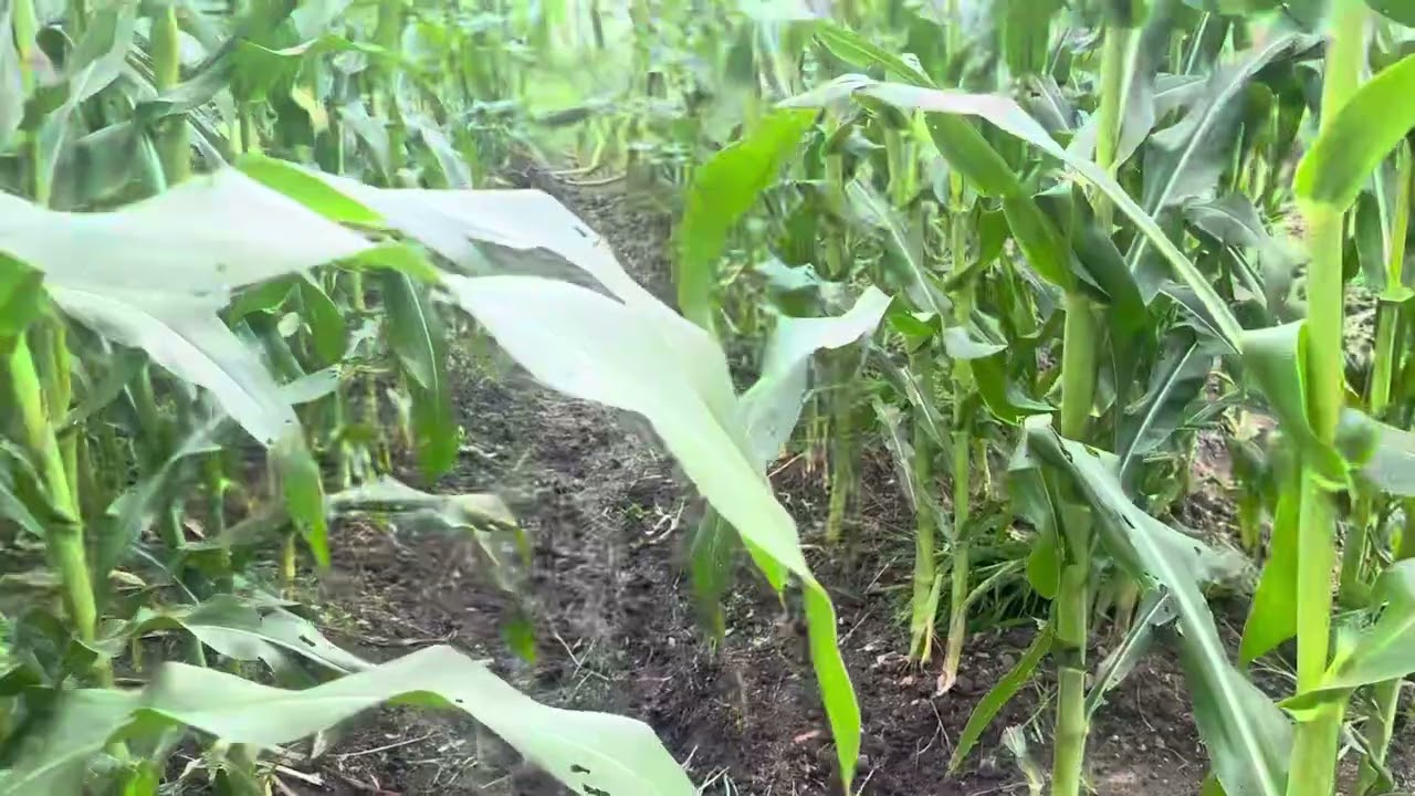 Mưa nhiều nên cỏ tốt um, cắt dọn cả ngày mới xong - Thu hoạch thêm được mớ mướp nữa 