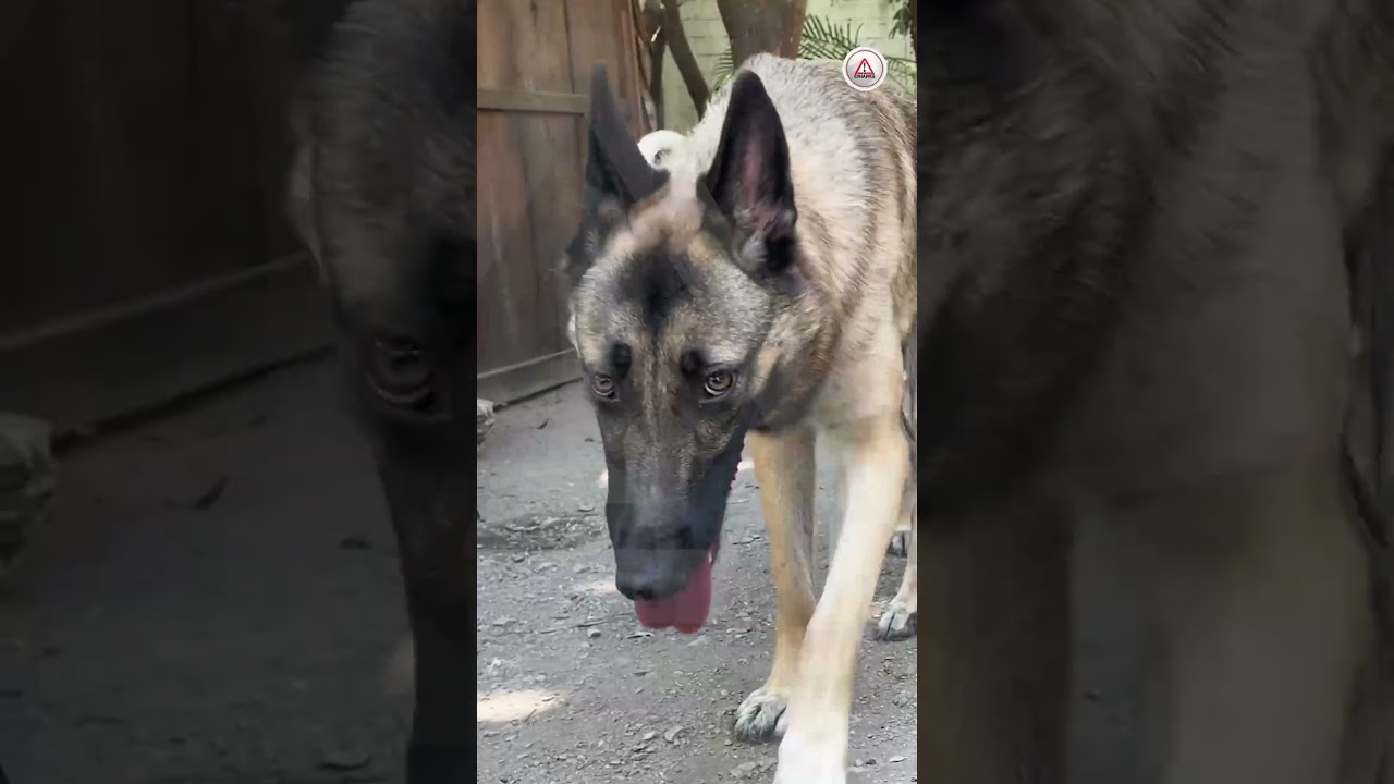Perritos contaran con bebederos en Puerto Arista