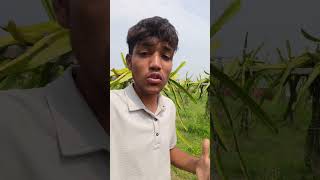 Dragon fruit high temperature buds problem 🌡️#dragofit