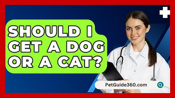 Should I Get A Dog Or A Cat? - PetGuide360.com