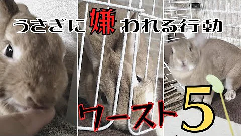 تحميل うさぎ 運動 Mp4 Mp3
