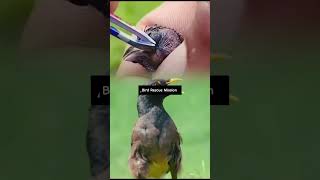 Look At This Poor Baby 🥺 #shorts #nature #care