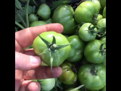 Última cosecha de Tomates verdes en El Huerto de Tía Lou - YouTube
