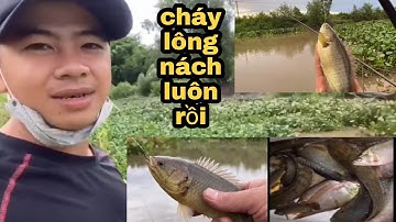 Câu Cá Rô.Thằng Em Hốt Trọn Ổ Rô Mề Thác Lác Ở Kênh 61/@ninhfishing