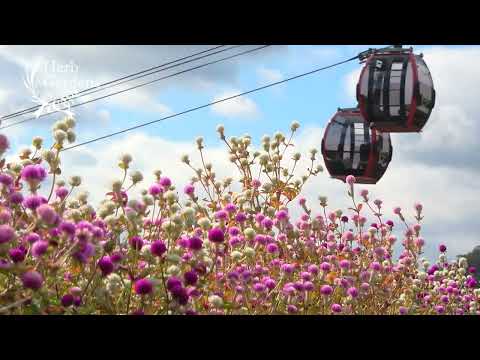 【公式】センニチコウ2022｜神戸布引ハーブ園／ロープウェイ｜Kobe Nunobiki Herb Gardens & Ropeway