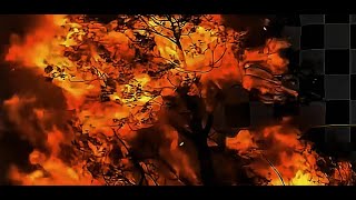 Tree burning houdini free hip