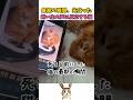 先立った飼い主の声に反応する猫
