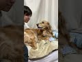 飼い主にガチギレしてしまった愛犬の末路#shorts