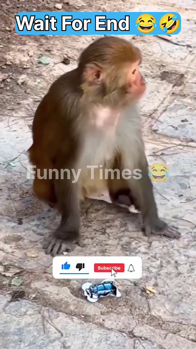 Pranking a Monkey with a Bomb – Funniest Reaction Ever! 🐵😂 #funnymonkey #monkeyvideo