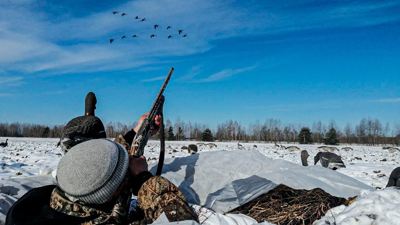 ОХОТА НА ГУСЯ ВЕСНОЙ 2021. Три трудовые охоты на кукурузном поле - YouTube
