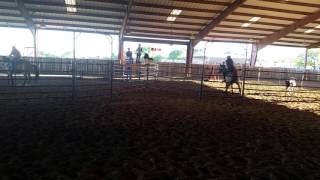 First time cattle sorting