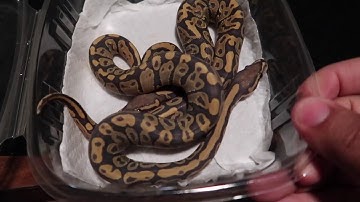 ball python unboxing and giveaway update