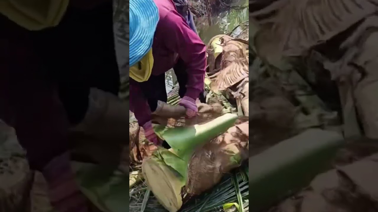 "Unlocking Nature's Treasure: The Incredible Palm Tree Core Extraction Process Revealed!" 🌴💎