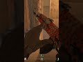 Got the Frag… Then Instantly Wallbanged 😐 | CS2