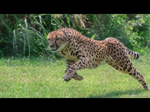 7 Hewan  Tercepat  Di  Dunia  YouTube
