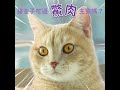 Real Power 瑞威 稀有蛋白鱉肉 鱉蛋貓糧 Shorts 貓糧湖畔水鱉 一起吃瑞威鱉 貓飼料 Real Power 瑞威 稀有蛋白鱉肉 鱉蛋貓糧 Shorts 貓糧湖畔水鱉 一起吃瑞威鱉 貓飼料