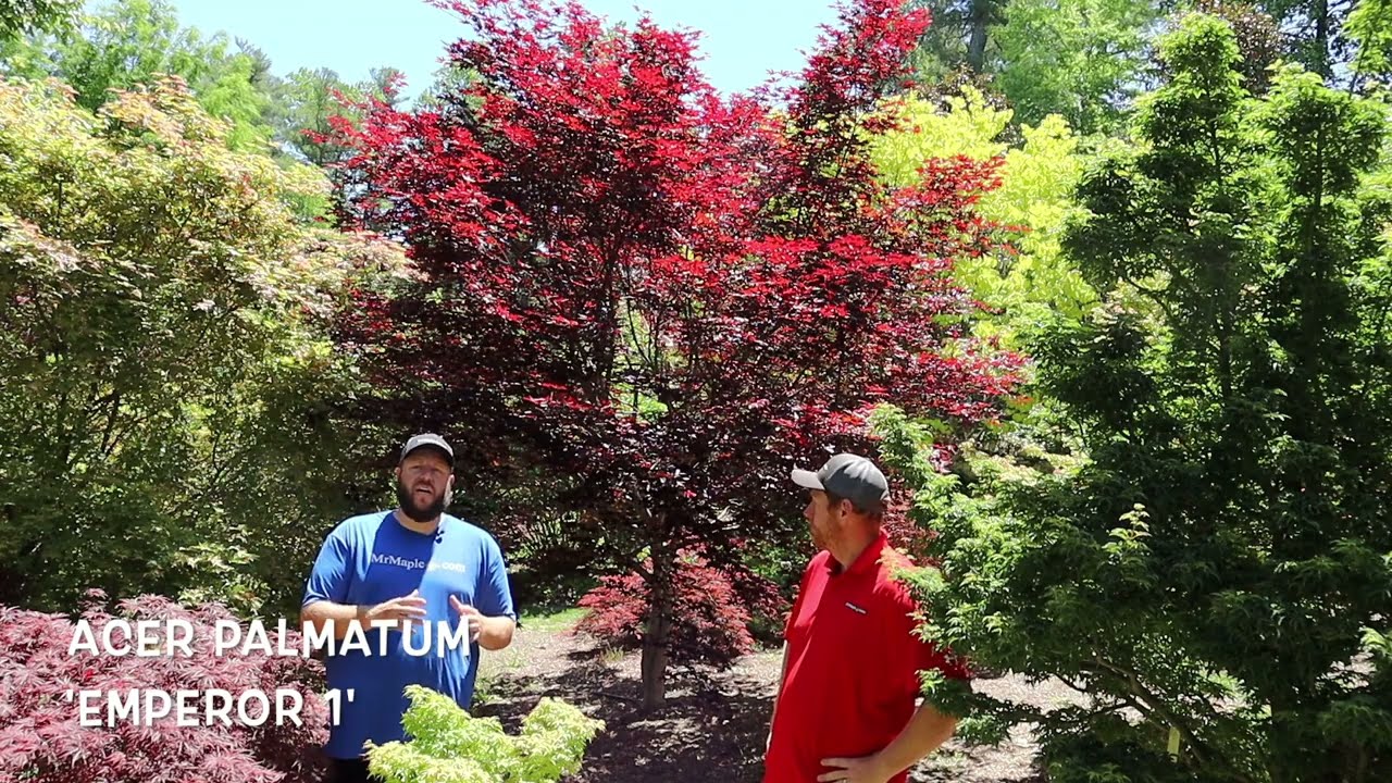Клён дланевидный 'Emperor 1', жаростойкий, красный – образец в саду! – ЯПОНСКИЕ КЛЕНЫ