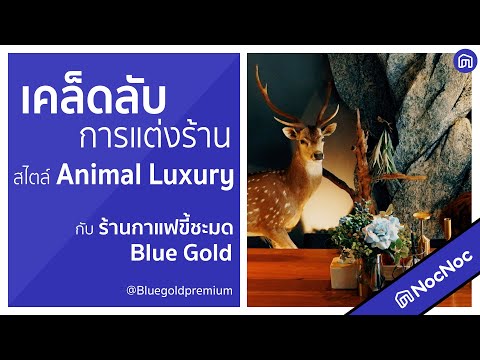 สไตล์ Animal Luxury การแต่งร้านสไตล์ใหม่ จากร้านกาแฟขี้ชะมด Blue Gold | NocNoc Inspire