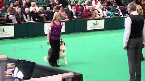 Crufts Steadman bitches 2011