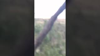 Man shoots a mountain lion screenshot 3