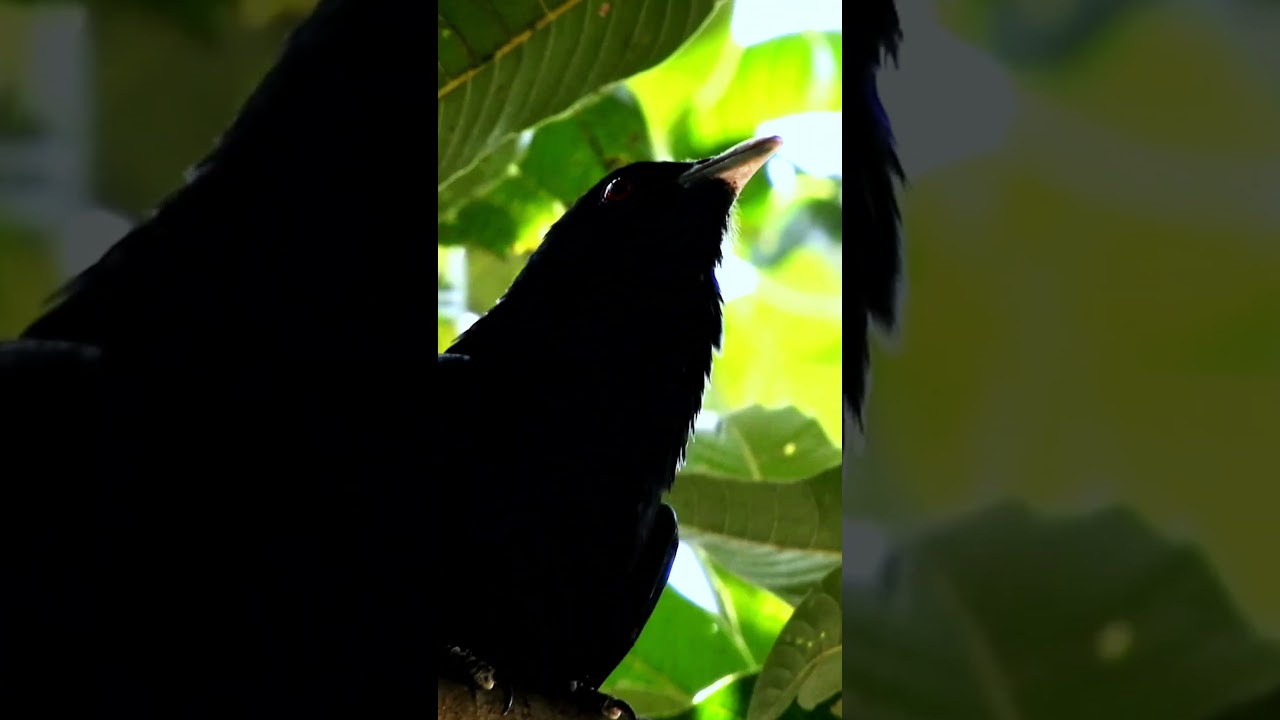 Cuckoo sounds koyal ki awaz 🌱🐦‍⬛🐦