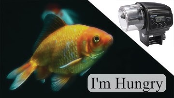 Automatic Fish Feeder – Automate Your Aquarium