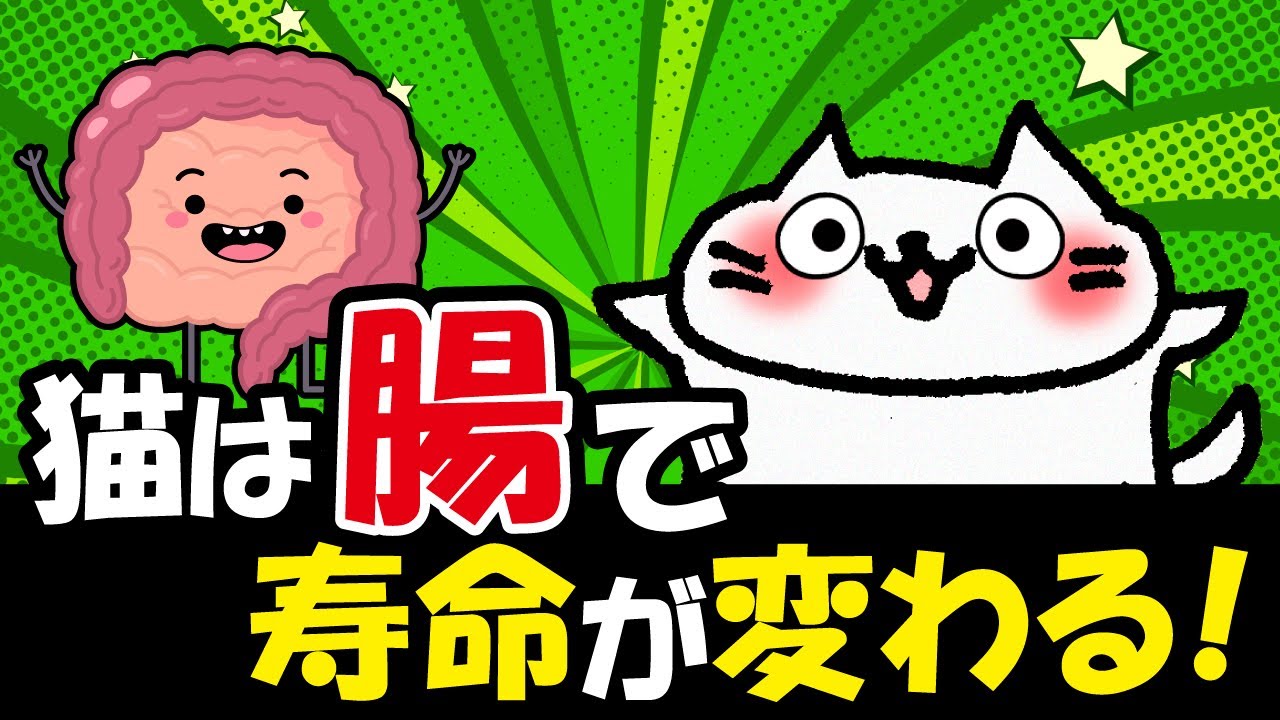 「獣医が警告」猫の寿命は“腸”で変わる。知らないと危険なサイン3選