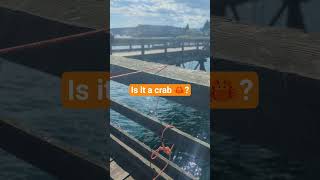 #crabbing #travelbc