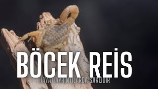 Üç Sarı Akrep Bir Aradadoğadan Akrep ,Çıyan Ve Örümcek Öcekreis