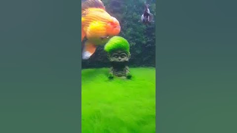 vẻ đẹp của rêu tóc trong bể thuỷ sinh part 2