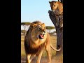 #lion and leopard fight #battleforsurvival #animal fight