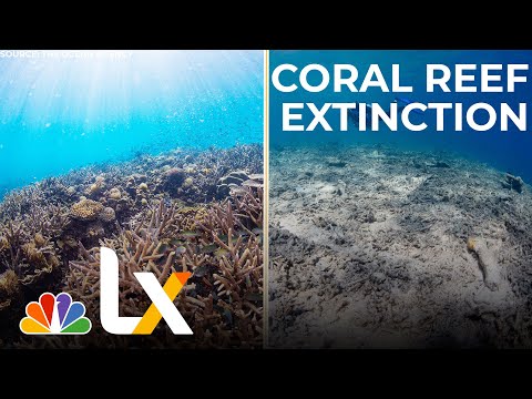 Coral Reefs May Be Wiped Out by 2100. Can We Save Them? | LX